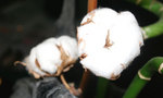 綿の花.jpg